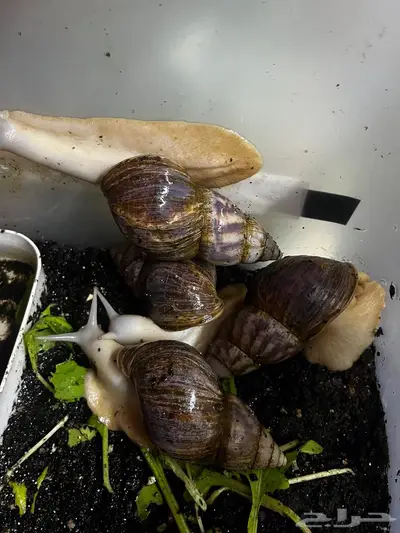 حلزون أفريقي index