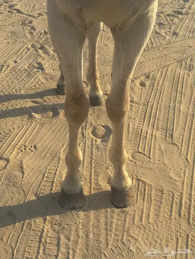 حصان شعبي فاخر سبوق index