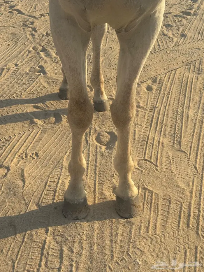 حصان شعبي فاخر سبوق 8