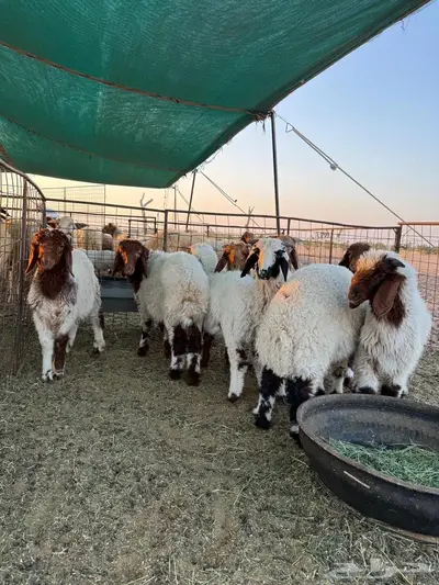 للبيع 9 خرفان العمر 3 شهور index