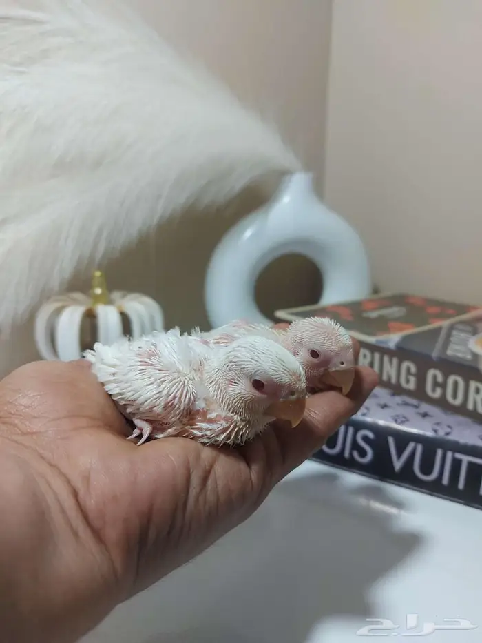 مجموعة فروخ ( كنيور   كروان   روز ) 3