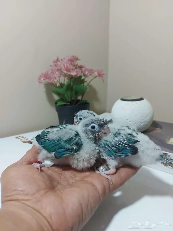 مجموعة فروخ ( كنيور   كروان   روز ) 1