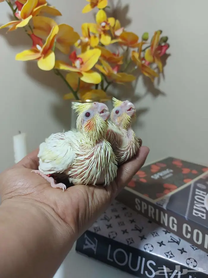 مجموعة فروخ ( كنيور   كروان   روز ) 2