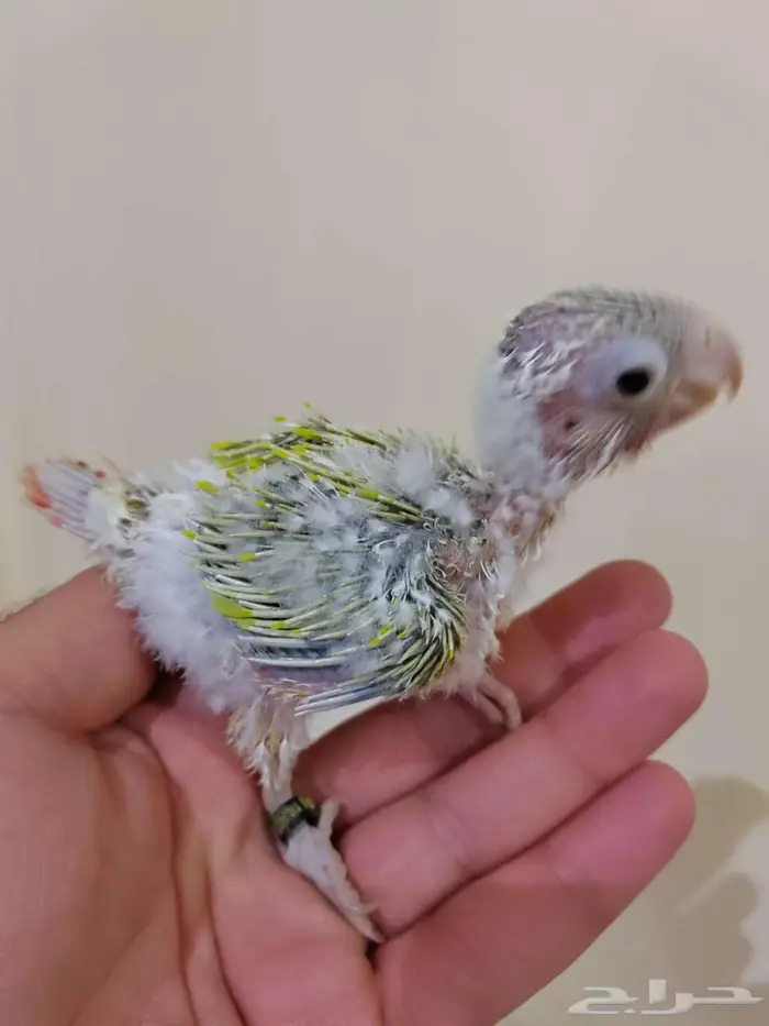 كنيور صن شيك 0