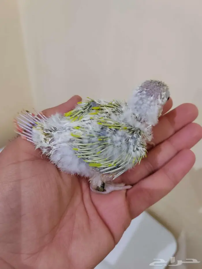 كنيور صن شيك 1