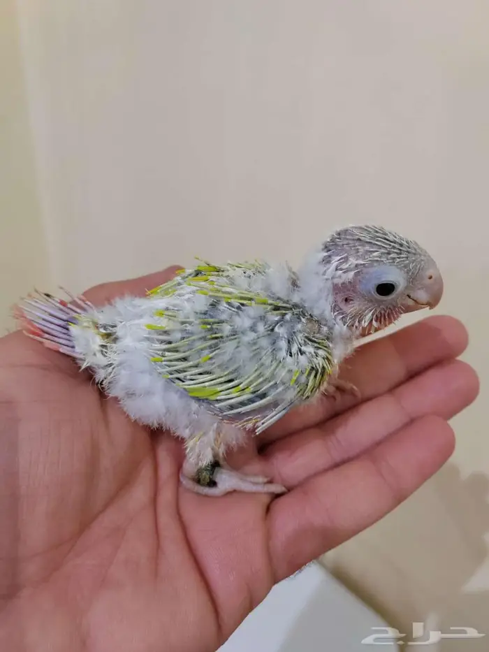 كنيور صن شيك 2