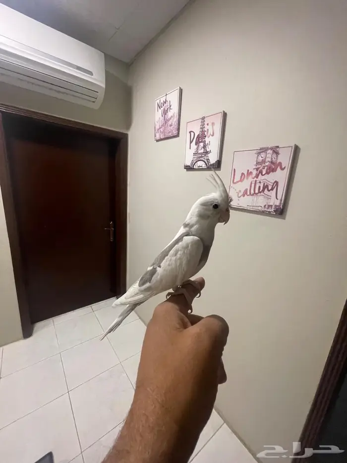 كروان متكلم 1