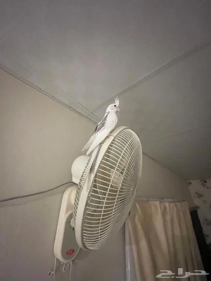 كروان متكلم 3