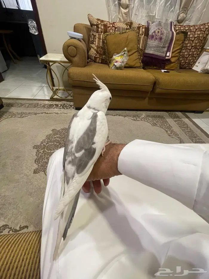 كروان متكلم 2