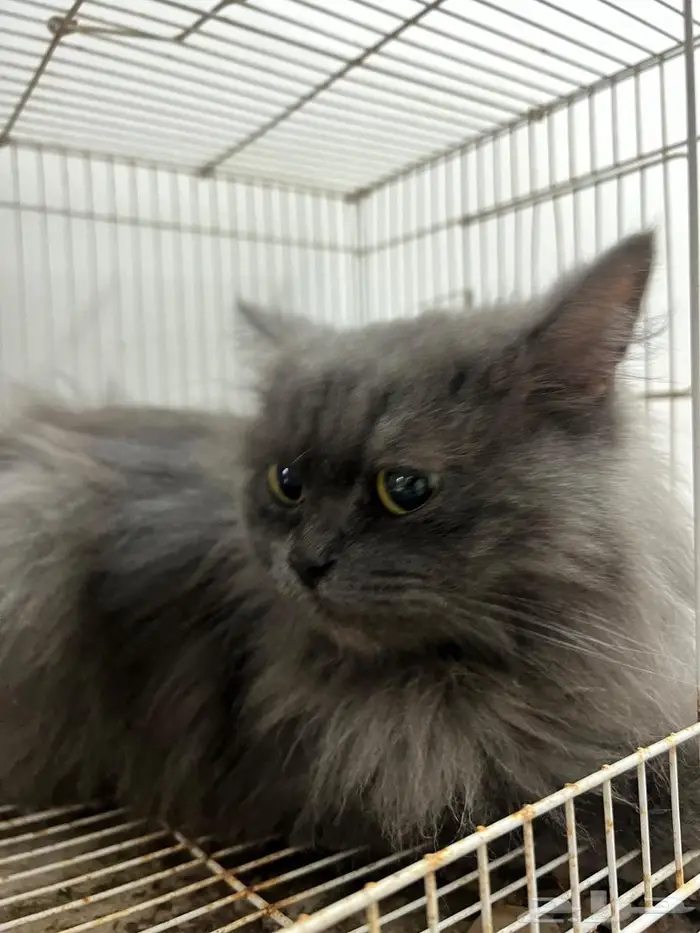 تبني مستعجل قطه شيرازي 1