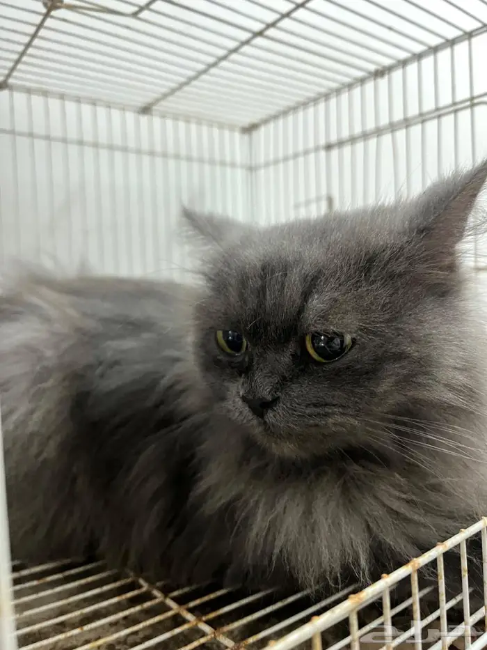 تبني مستعجل قطه شيرازي 0