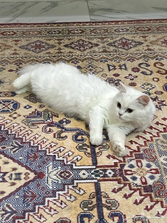 قطه شيرازي للتبنى 0