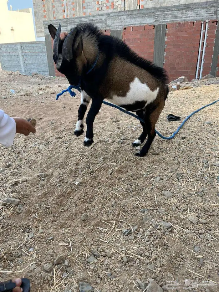 ماعز قزم تيس للبيع العمر 9 أشهر 0