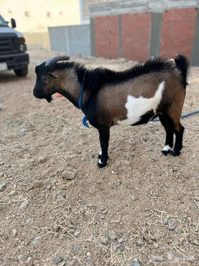 ماعز قزم تيس للبيع العمر 9 أشهر 1