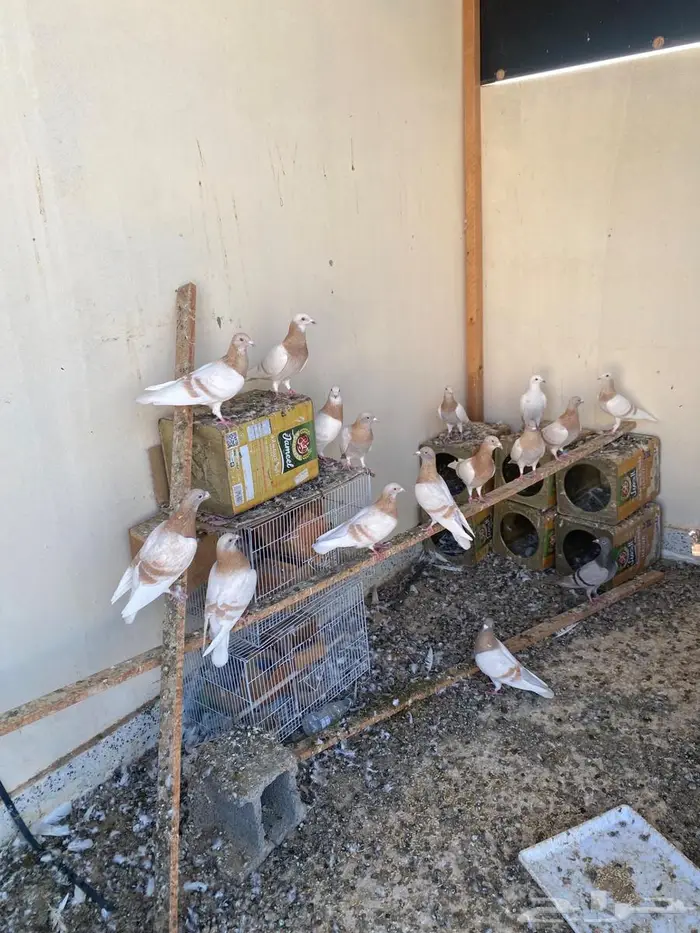 للبيع حمام زاجل كريمي 0