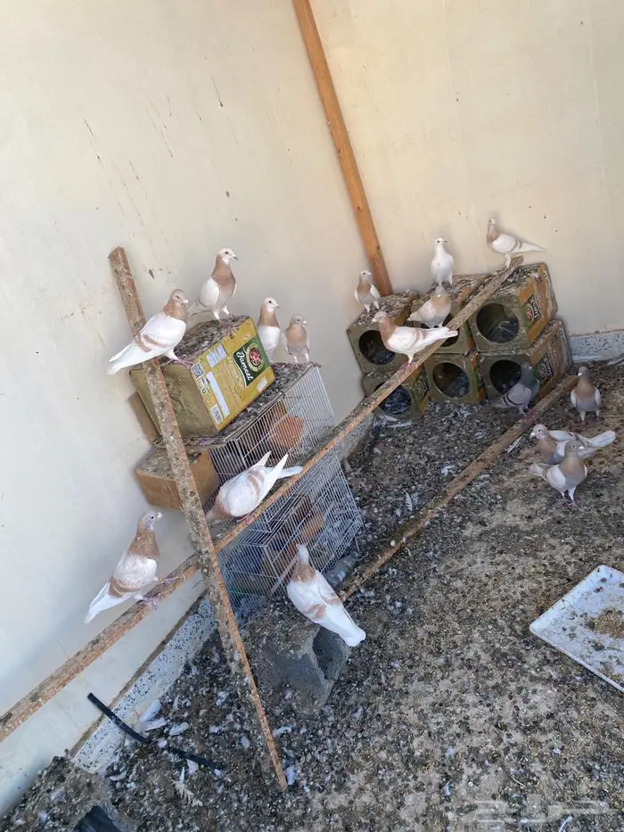 للبيع حمام زاجل كريمي 2