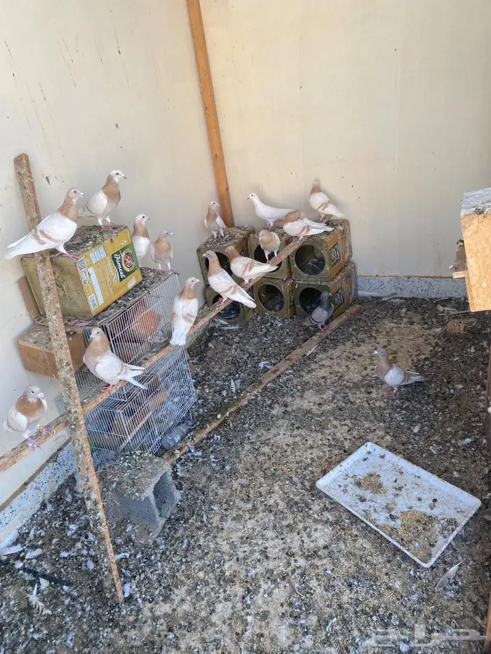 للبيع حمام زاجل كريمي 1