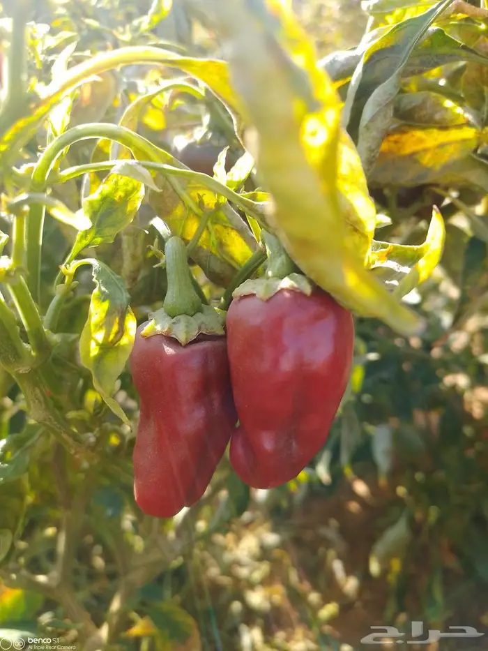 فلفل شقراء 2