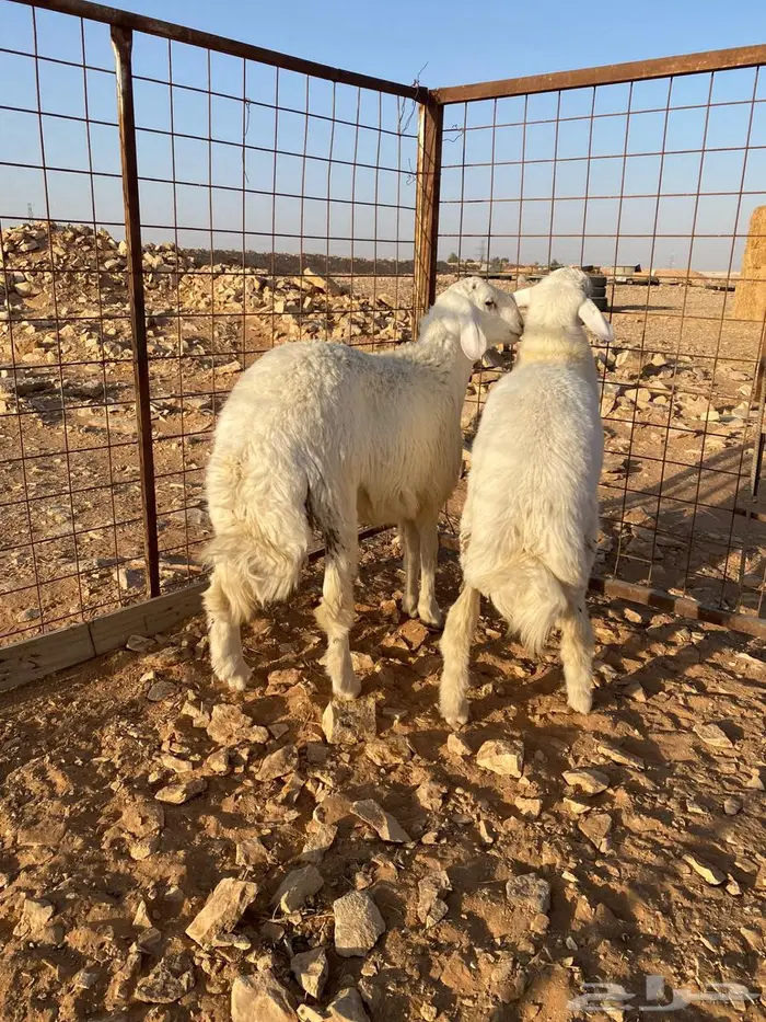 طليان حري 6 شهور 0