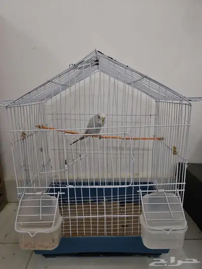 عصفور زبنه index