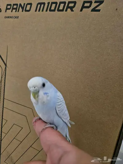 عصفور زبنه index