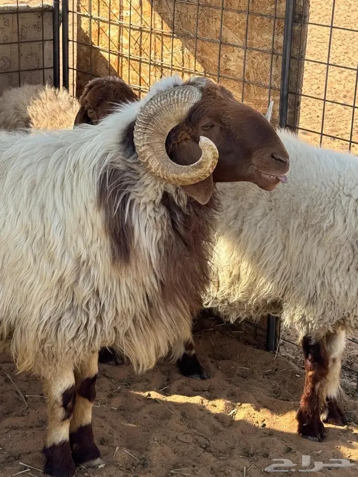 للبيع فحل نعيمي 0