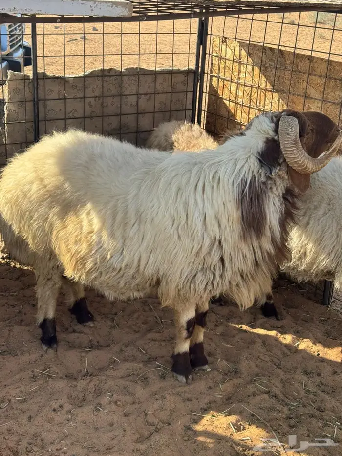 للبيع فحل نعيمي 2