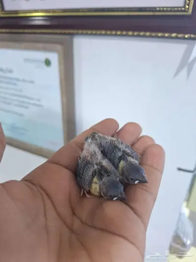 فروخ ستار فينش index