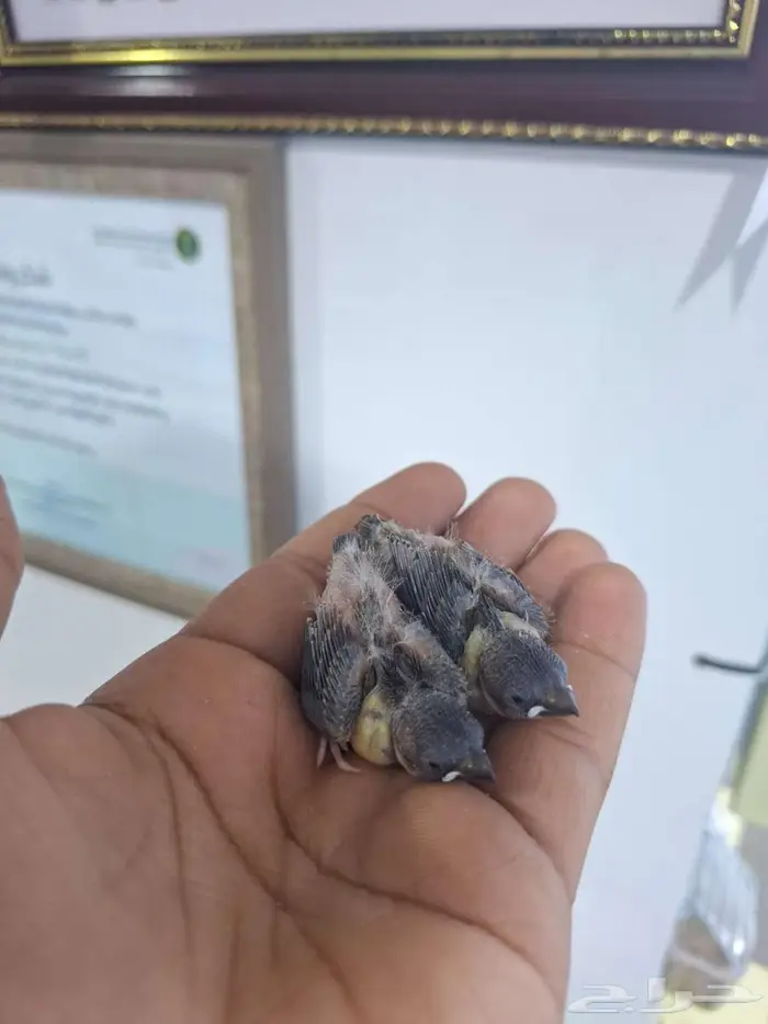 فروخ ستار فينش 1