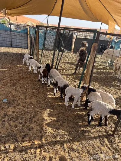 دواغير نعيم index