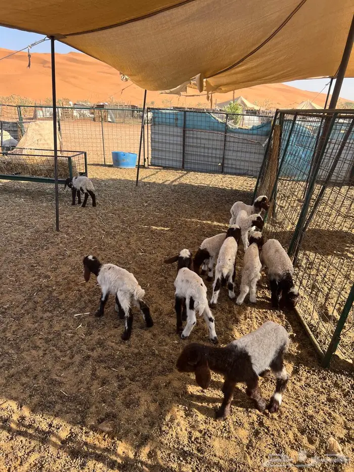 دواغير نعيم 0