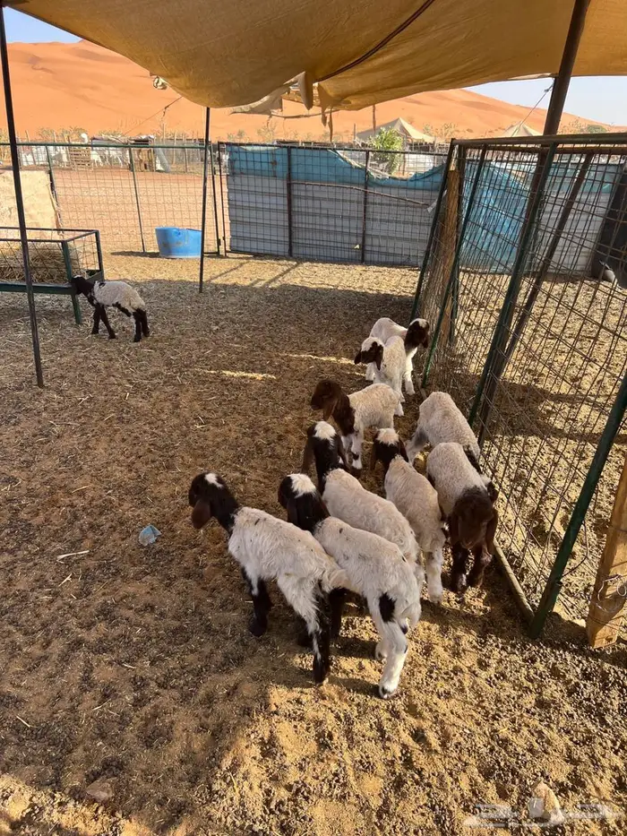 دواغير نعيم 2