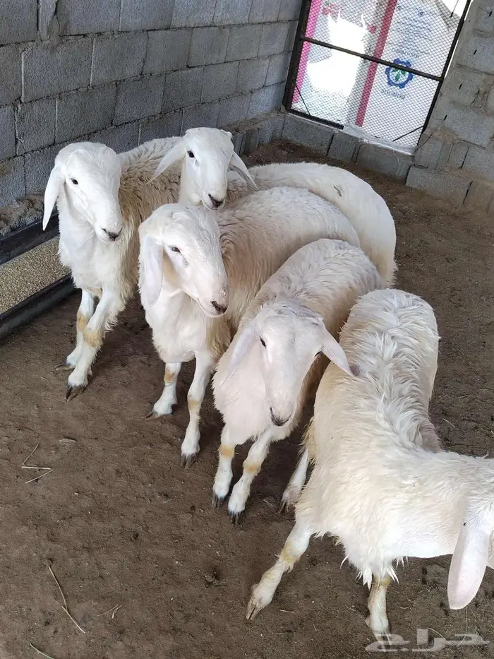 طليان حريه ذبايح 4