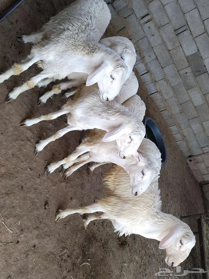 طليان حريه ذبايح 2