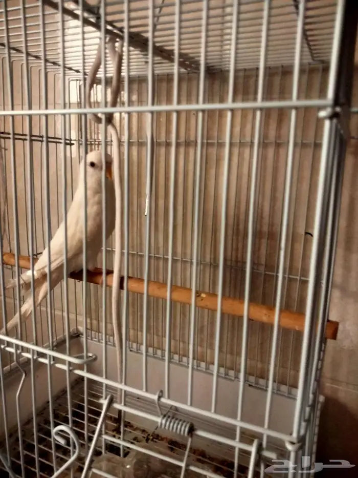 فرخ بادجي ذكر أبيض صافي 0