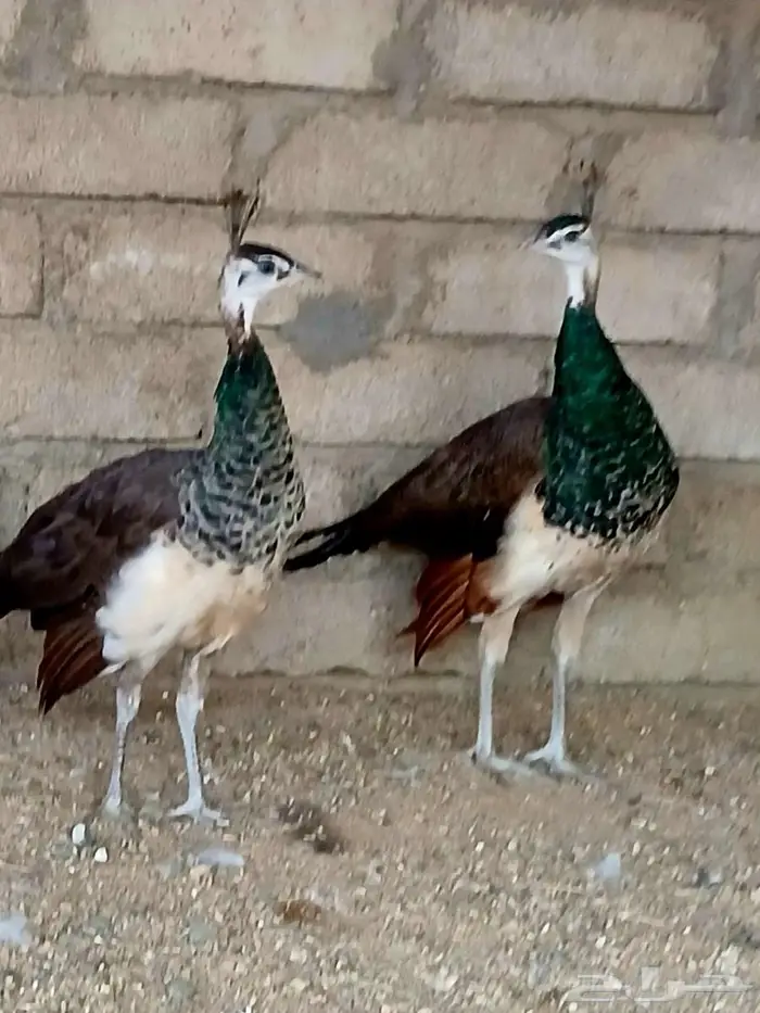 جوز طاؤوس هندي 0