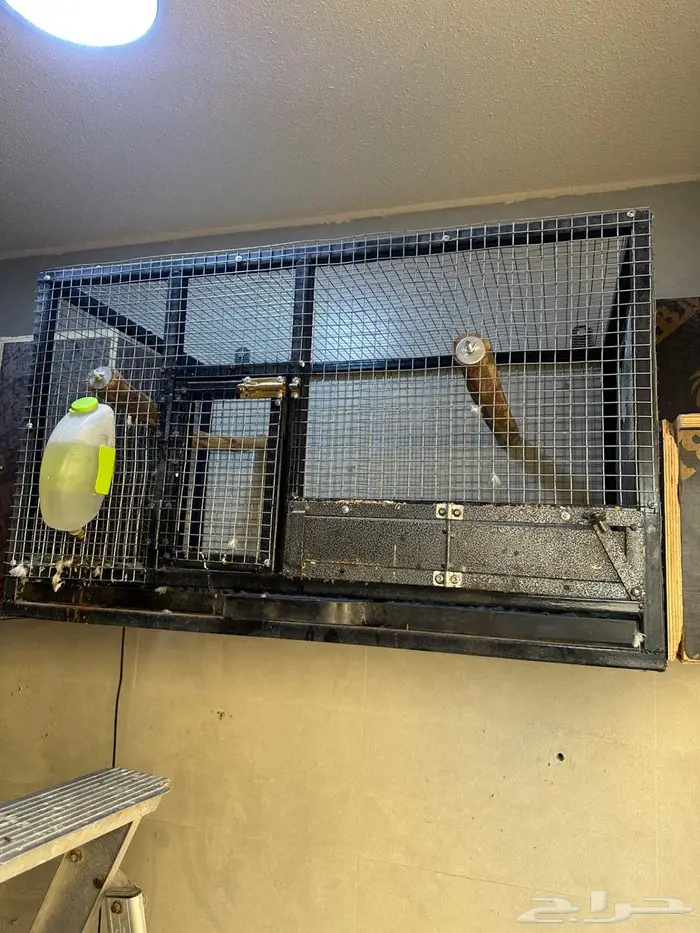 اقفاص انتاج ببغاوات 1