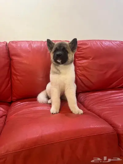 امريكان اكيتا index