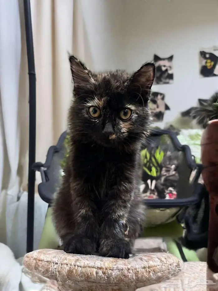 قطة شيرازية كيتن 0