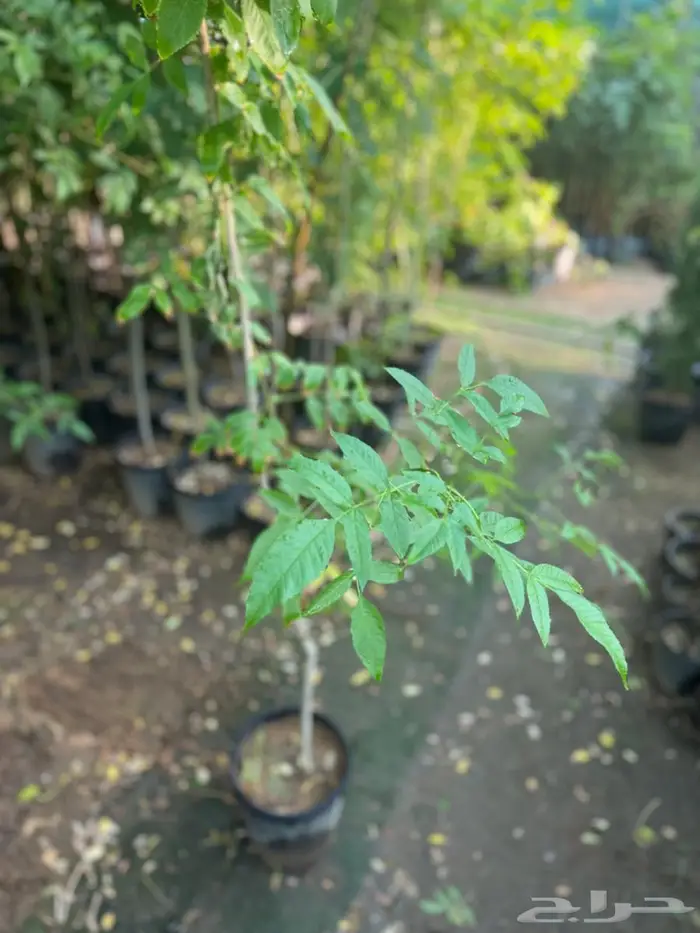 اشجار للبيع 1