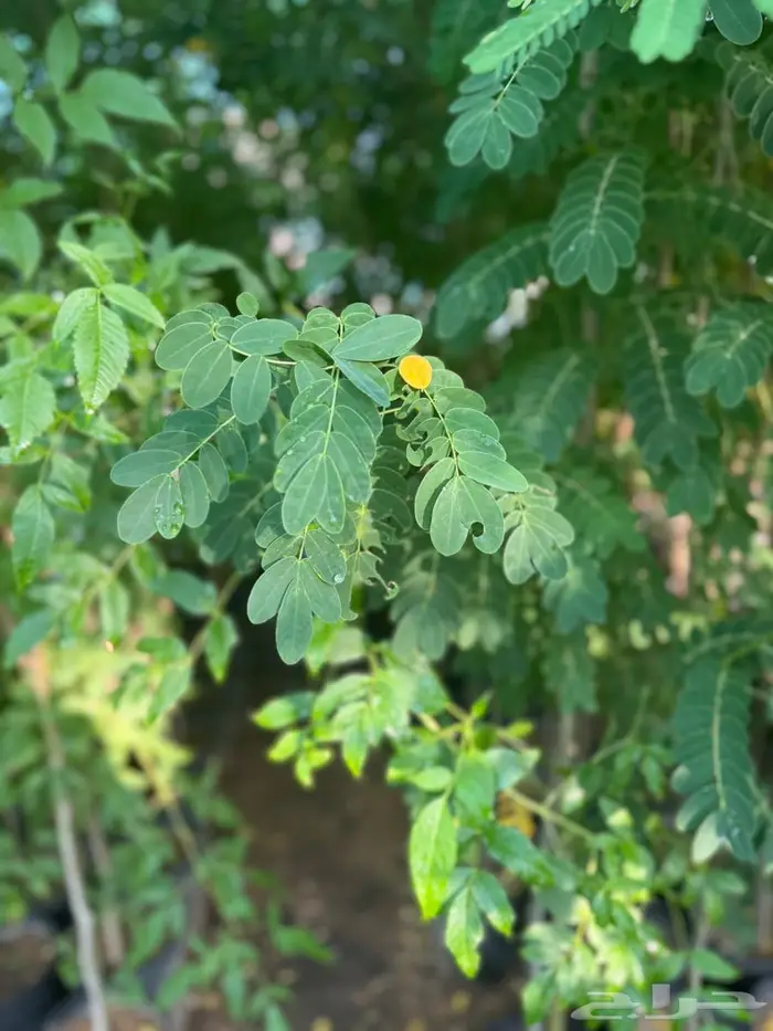 اشجار للبيع 2