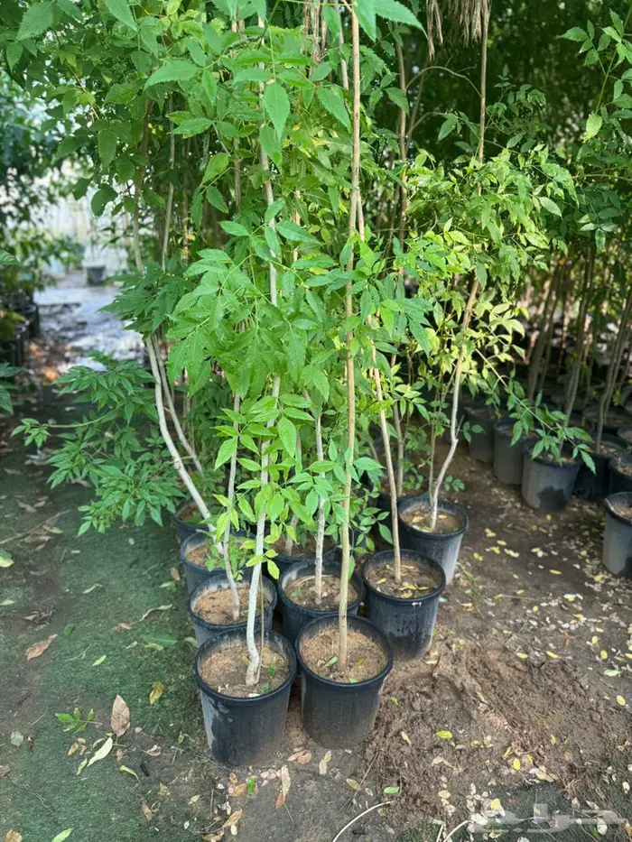 اشجار للبيع 3