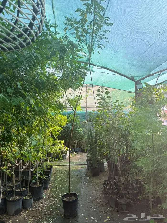 اشجار للبيع 5