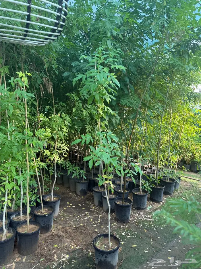اشجار للبيع 4