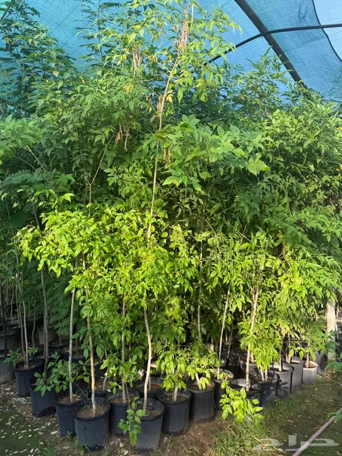 اشجار للبيع 6