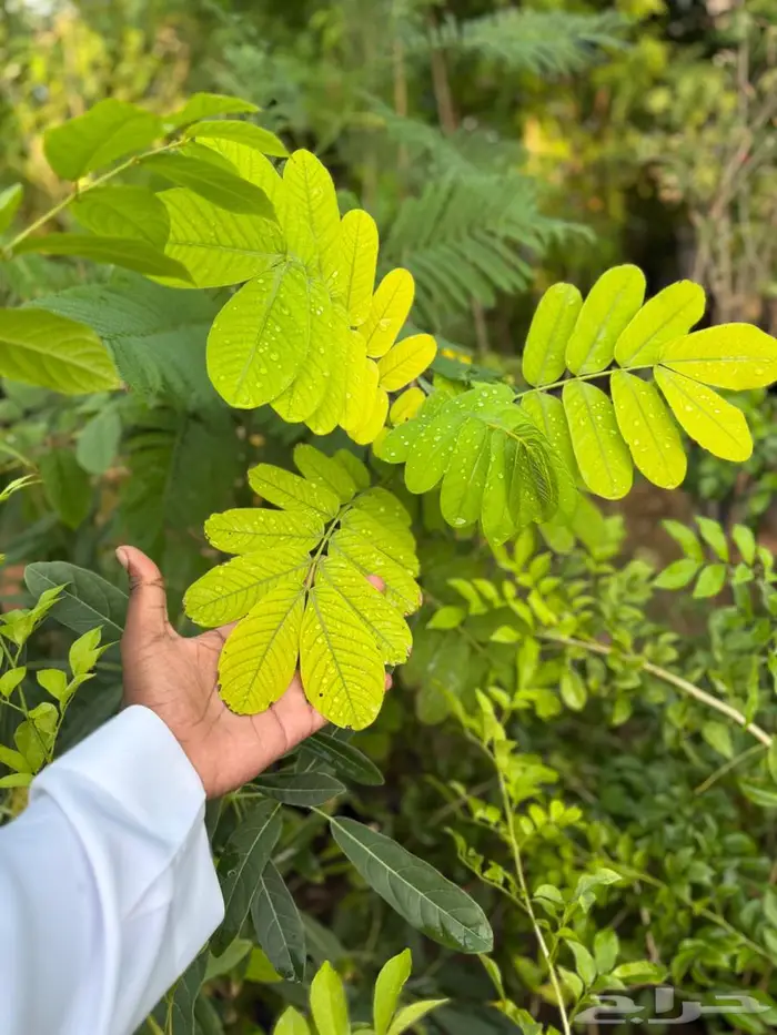 اشجار للبيع 12