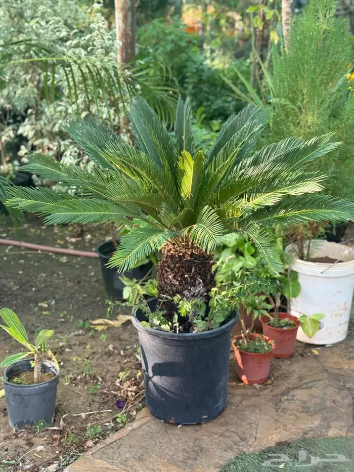 اشجار للبيع 0