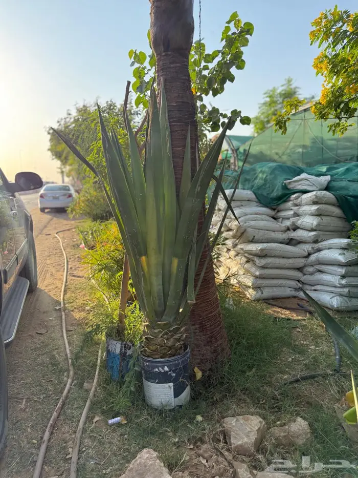 اشجار للبيع 13