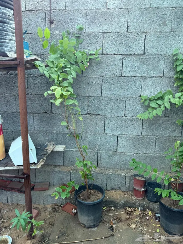 اشجار للبيع 14