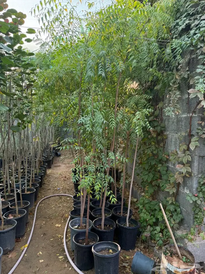 اشجار للبيع 15